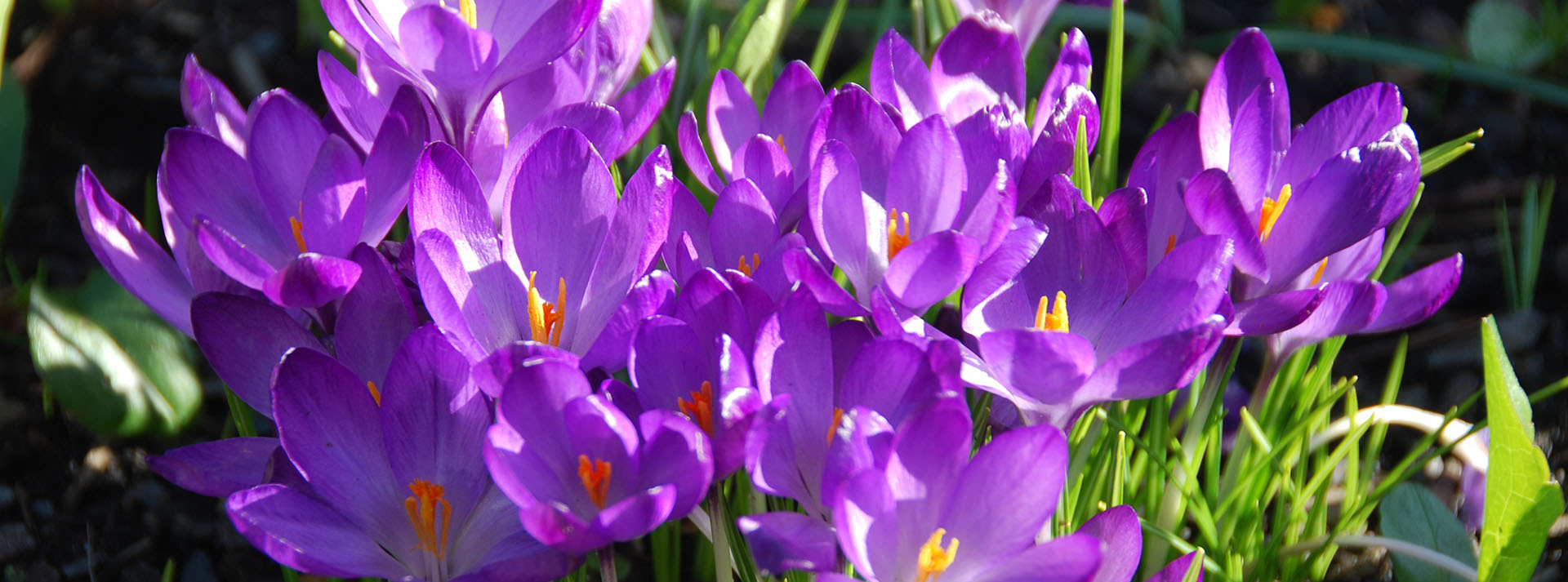 banner_crocus.jpg