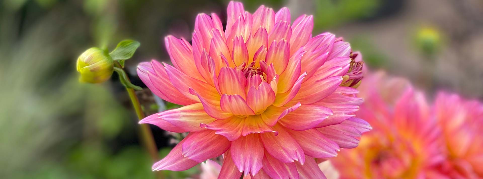 banner_dahlias.jpg