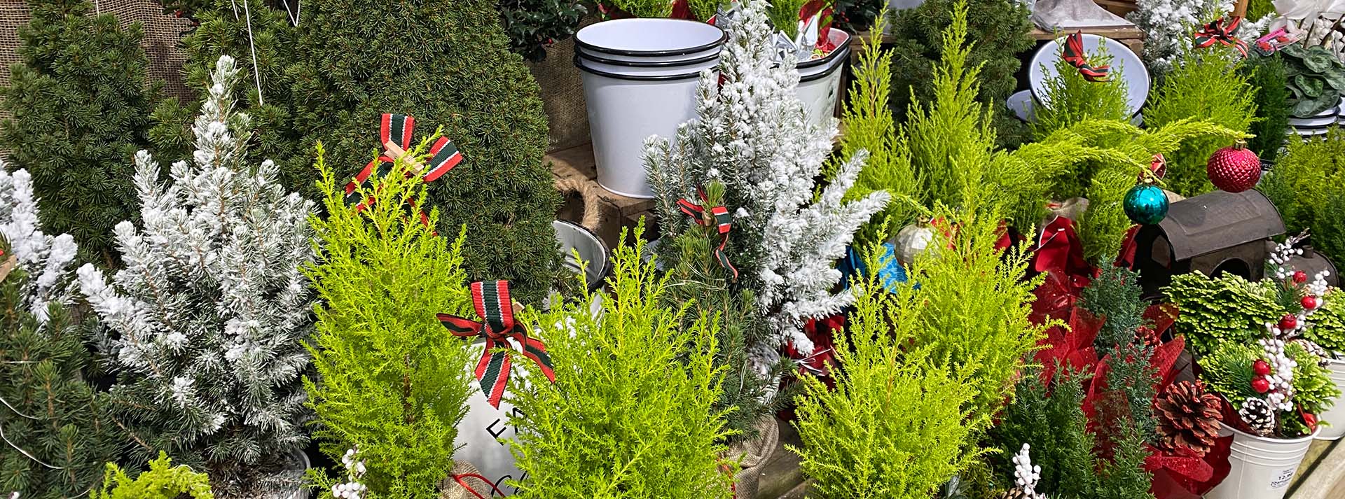 banner_essentialholidayplants.jpg