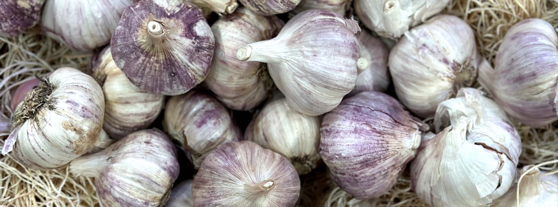 banner_garlic.jpg