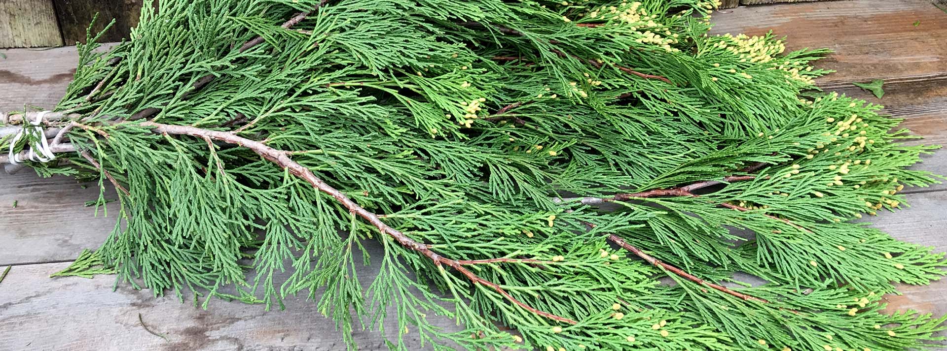 banner_greens.jpg