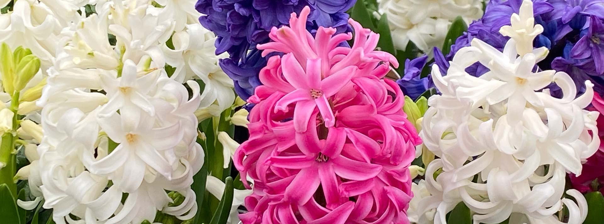 banner_hyacinths.jpg