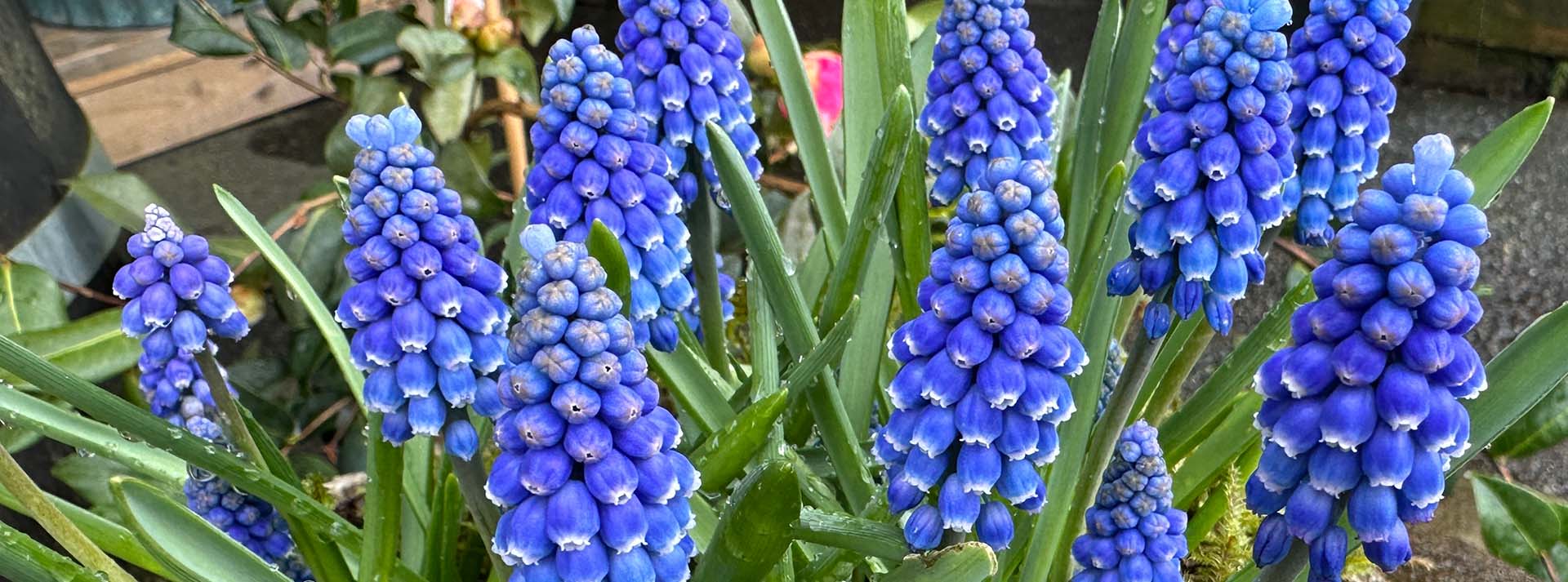 banner_muscari.jpg