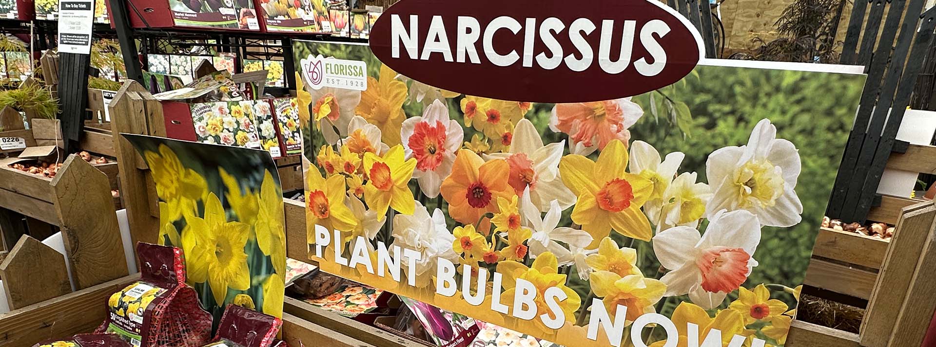 banner_narcissus.jpg