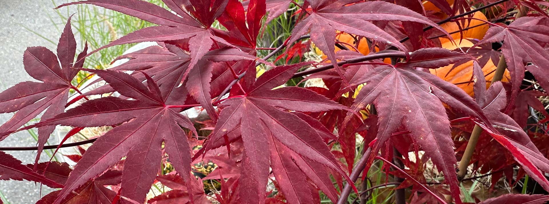 banner_outdoorplants.jpg