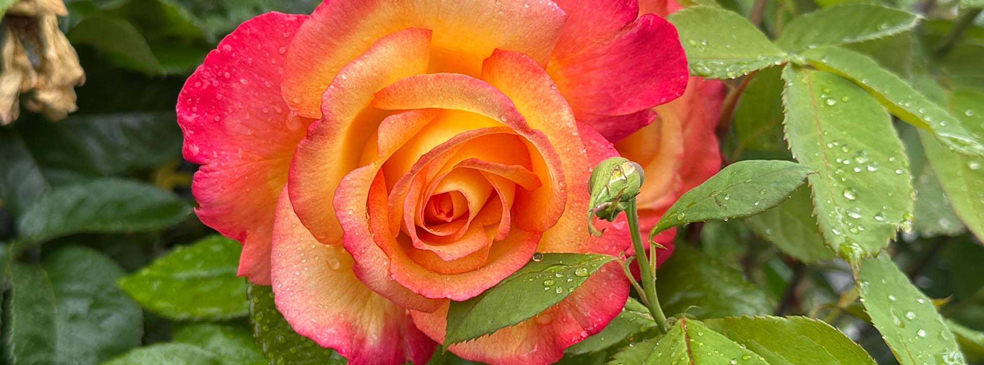 banner_roses.jpg