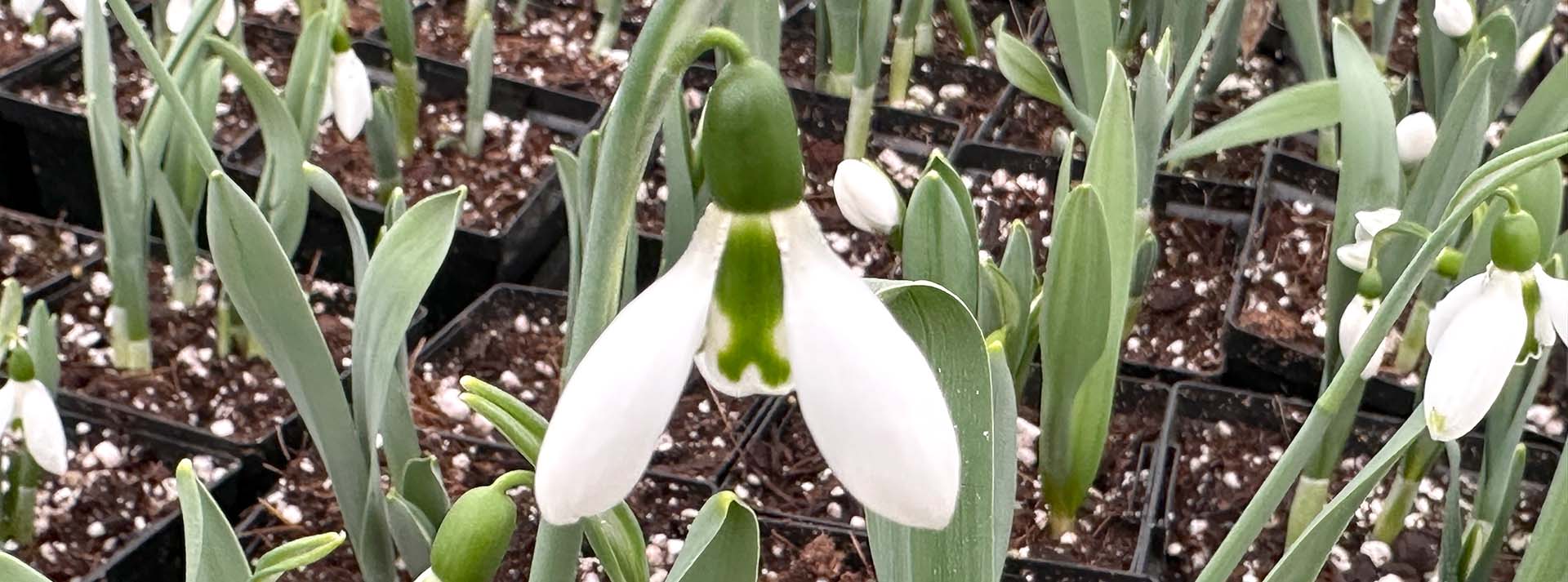 banner_snowdrops.jpg