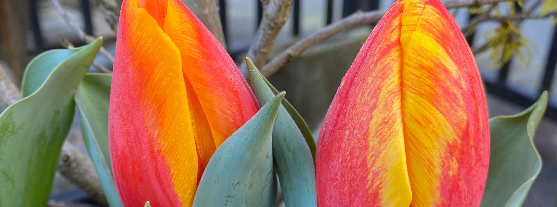 banner_tulipbulbs.jpg