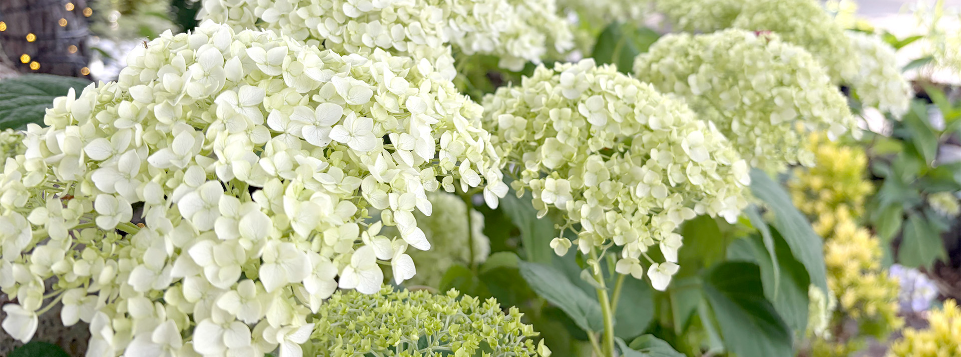 hydrangea_2026_banner.jpg