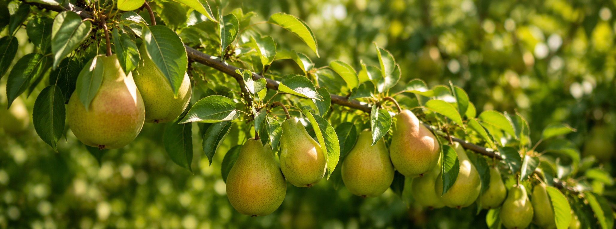 pear_tree_banner_1920x713.jpg