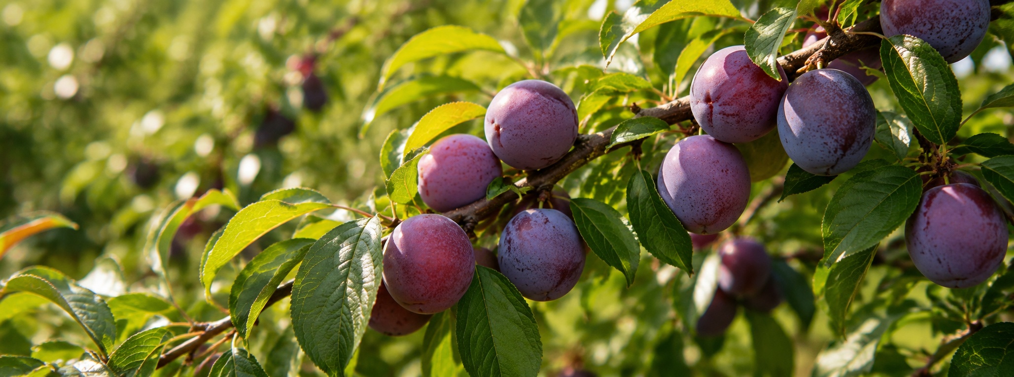 plum_tree_banner_1920x713.jpg