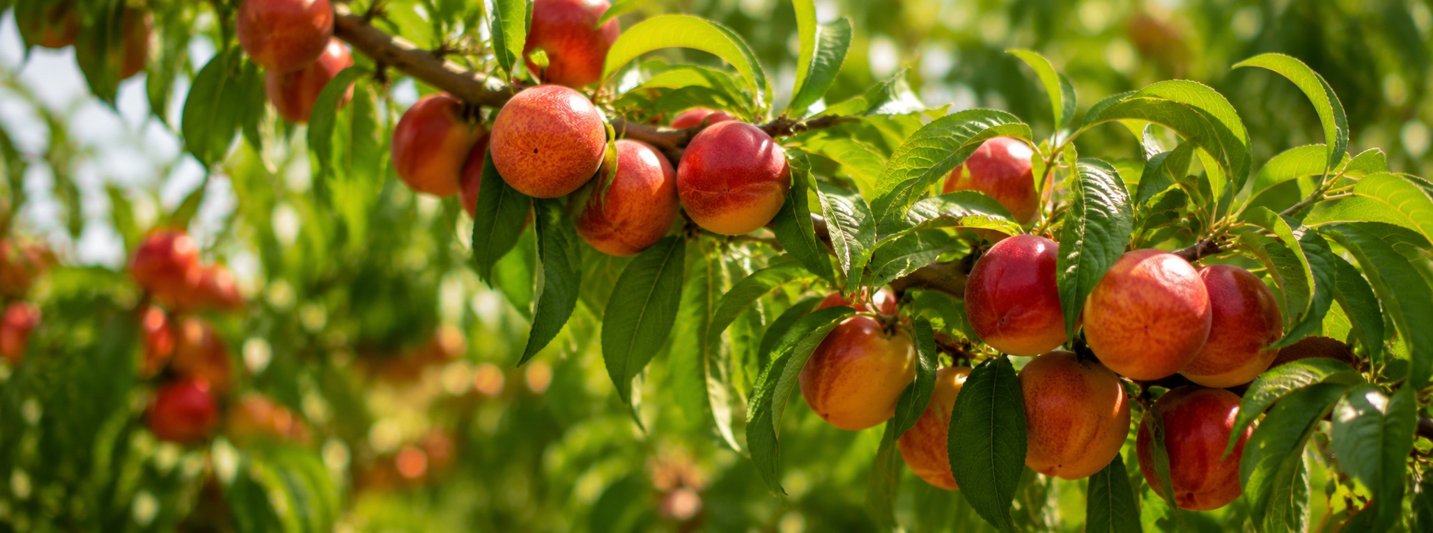 stone_fruit_banner_1920x713.jpg