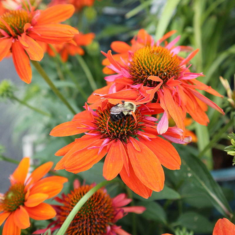 Backyard Bouquets  