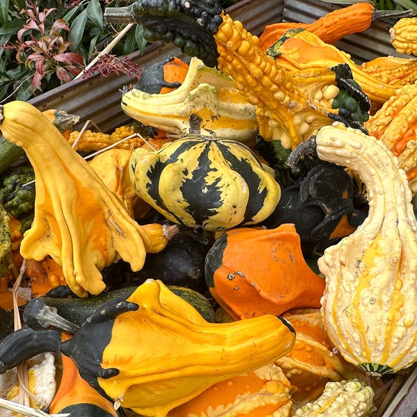 A colourful display of pumpkins, squash and decorative gourds