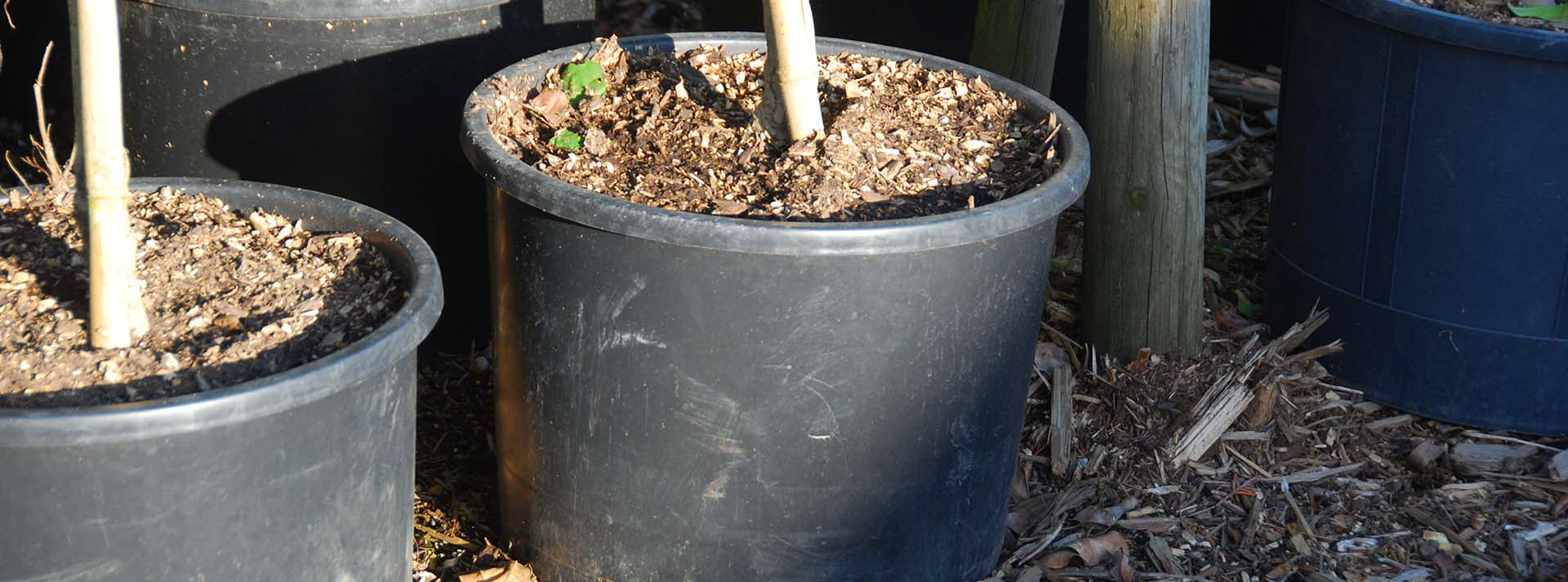 potted trees