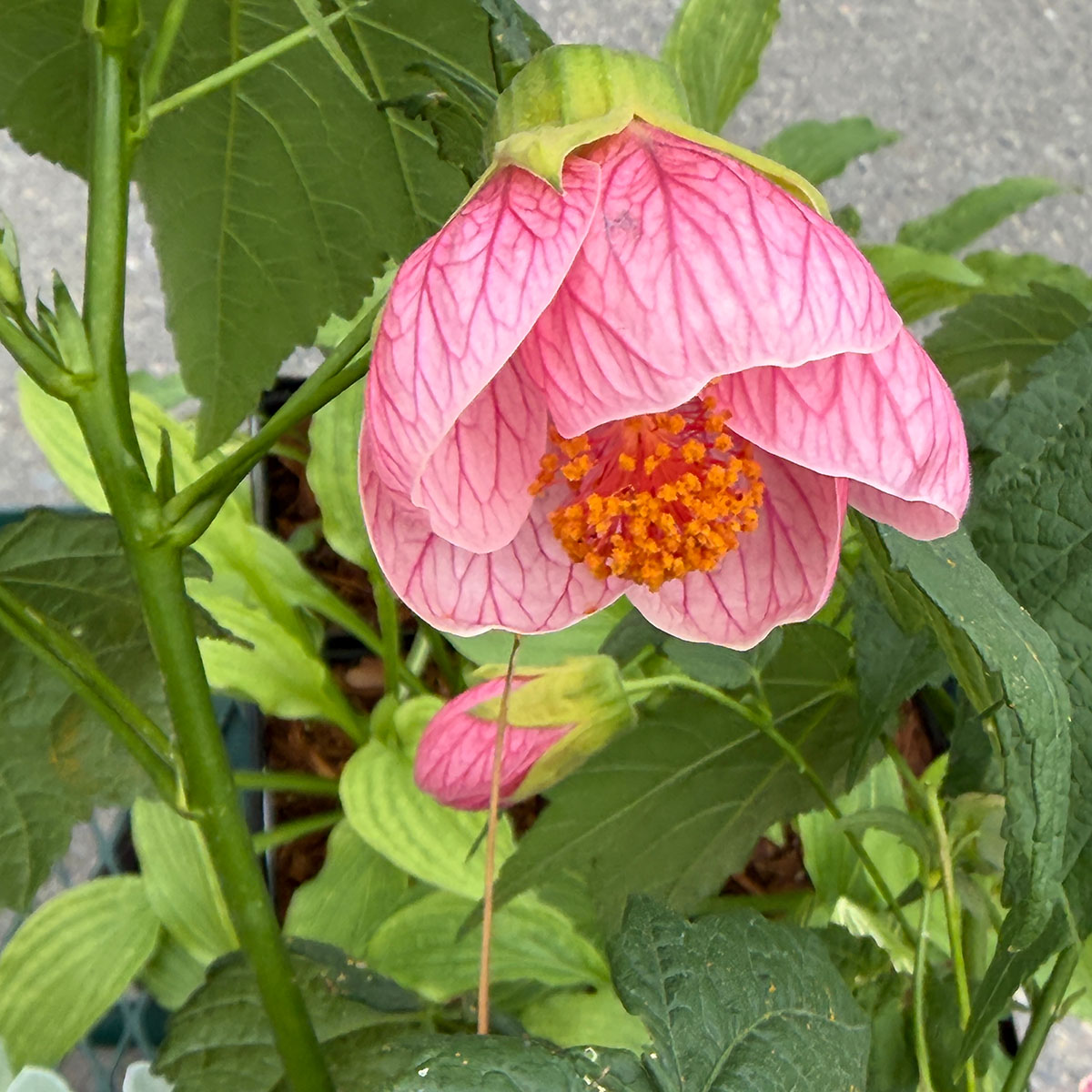 Abutilon_Pink.jpg