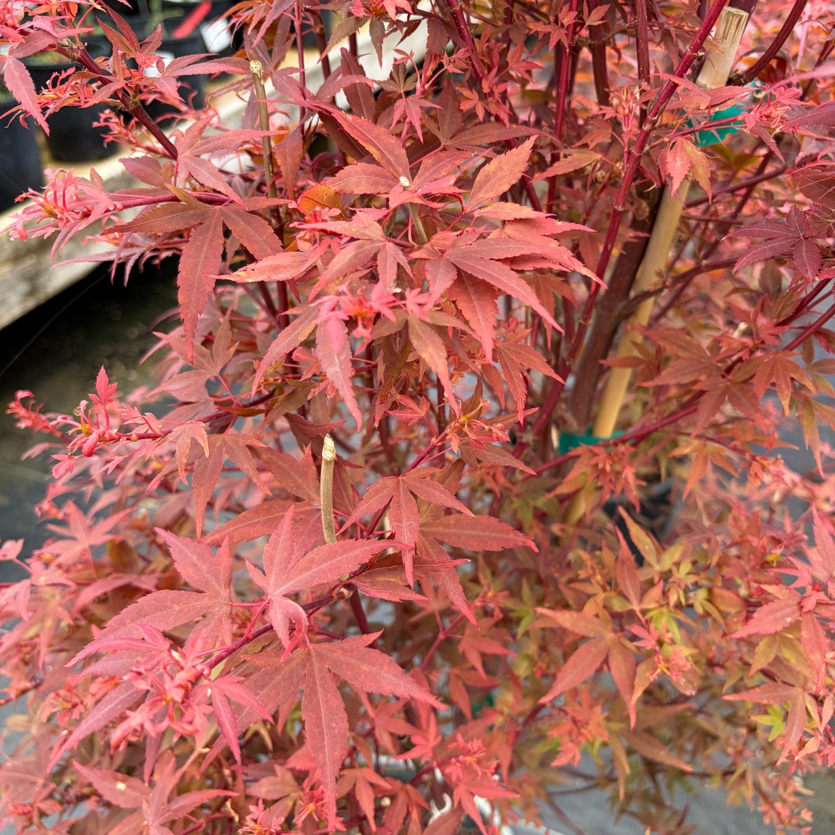 Acer-palmatum-Hime-Shojo-Japanese-Maple-2.jpg