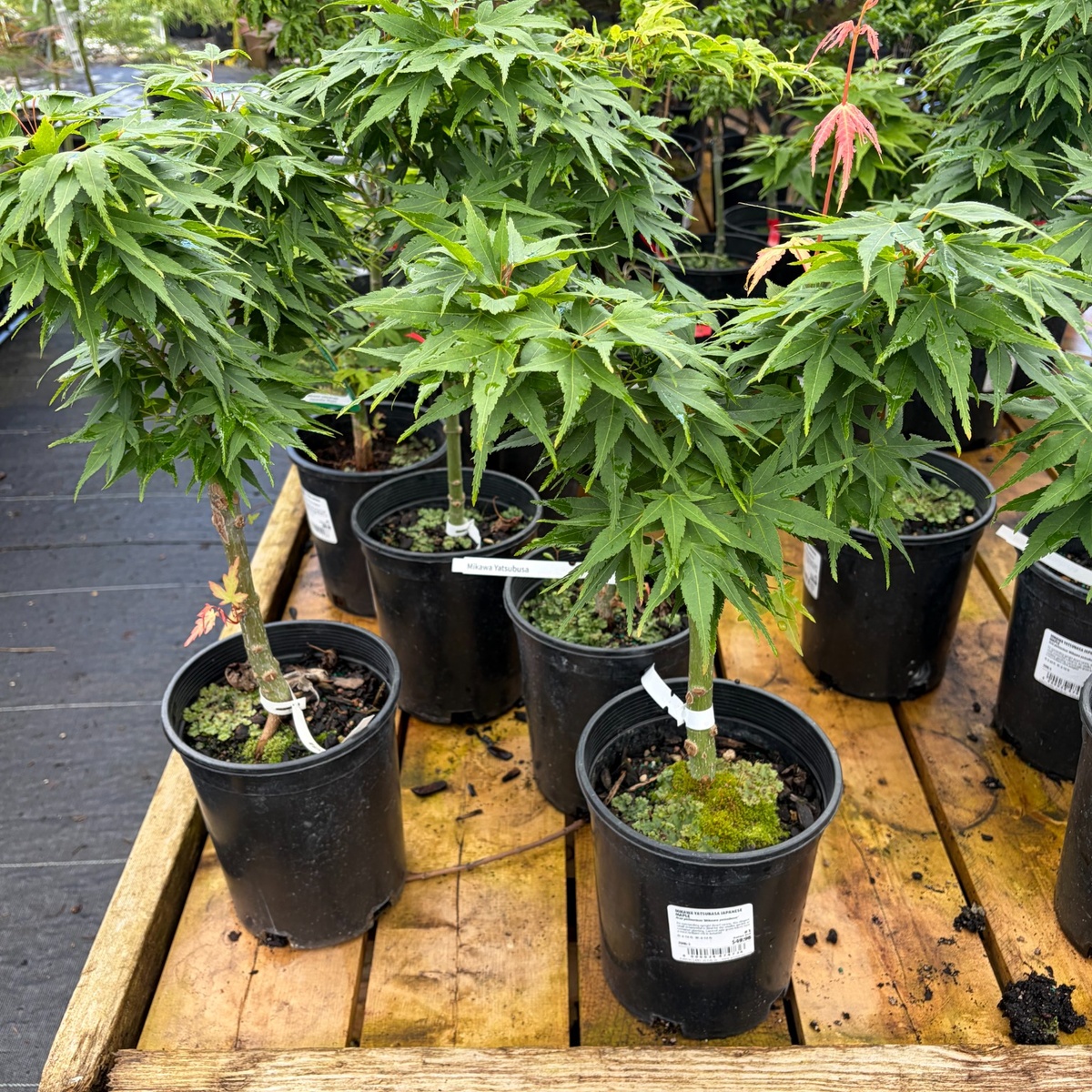 Acer-palmatum-Mikawa-Yatsubusa-Japanese-Maple-1.jpg