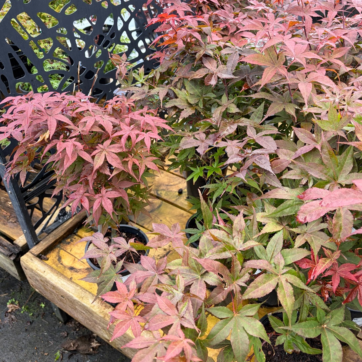 Acer-palmatum-Rhode-Island-Red-Japanese-Maple-1.jpg