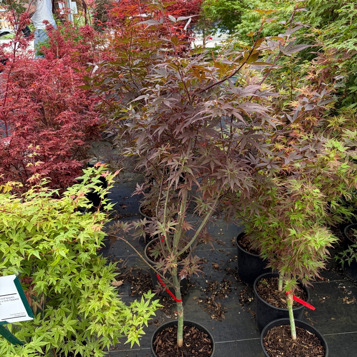 Acer-palmatum-Skeeters-Broom-Japanese-Maple-1.jpg