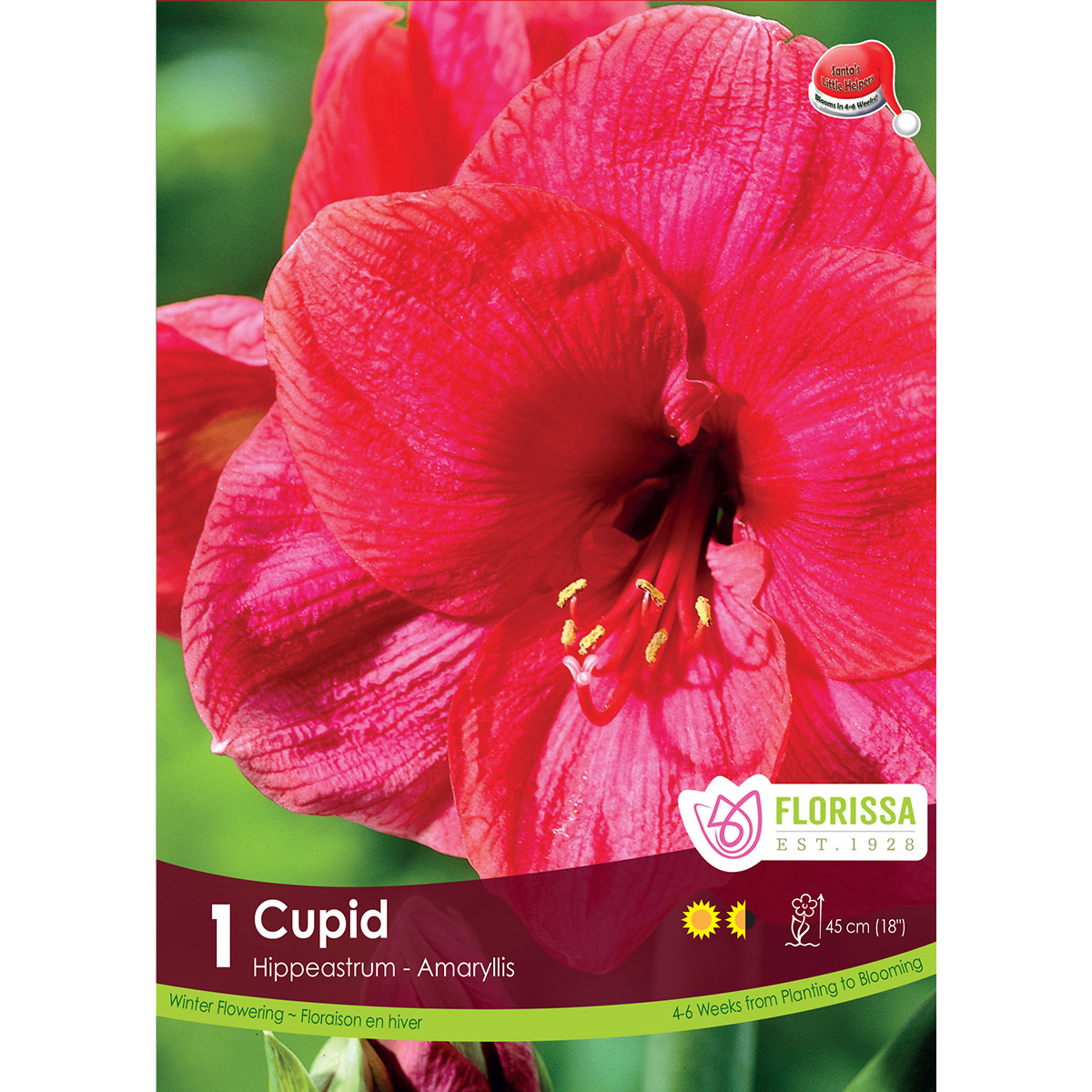Amaryllis_Cupid_1200px.jpg