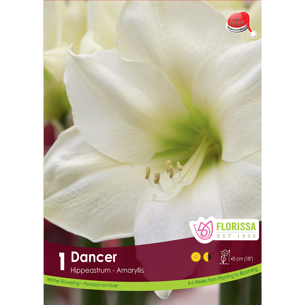 Amaryllis_Dancer_1200px.jpg