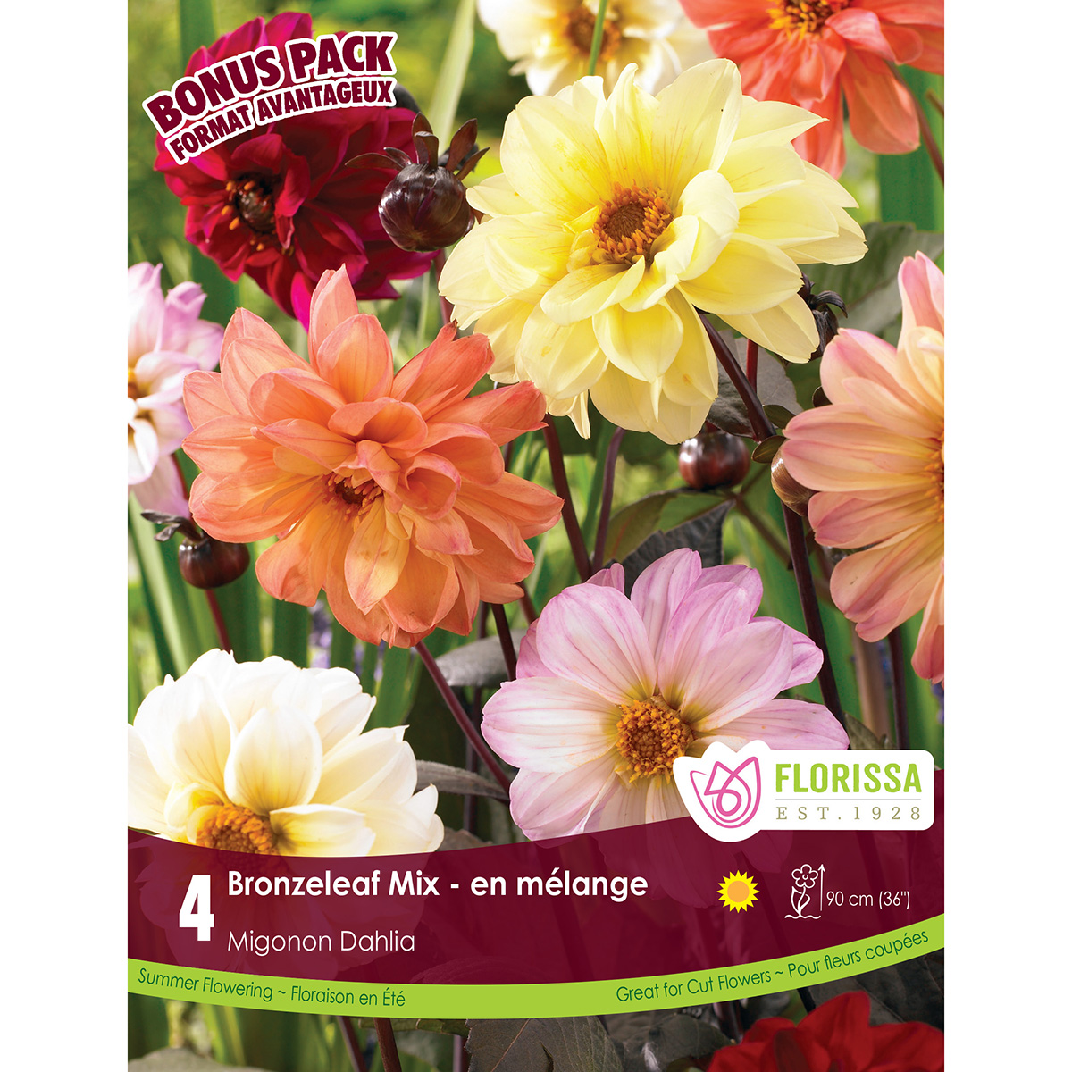 BP Dahlia Bronzeleaf Mignon Mix.jpg