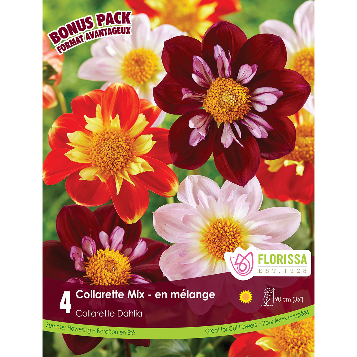 BP Dahlia Collarette Mix.jpg