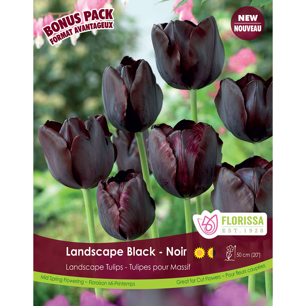 BP_Tulip_Black_fall.jpg
