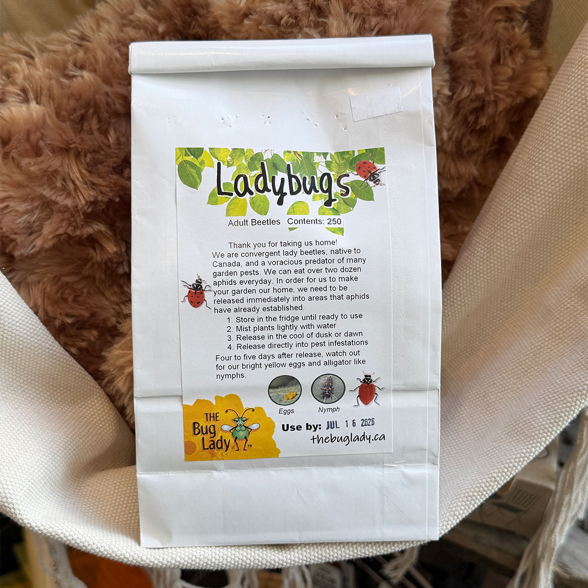 BugLady_LadyBugs250.jpg