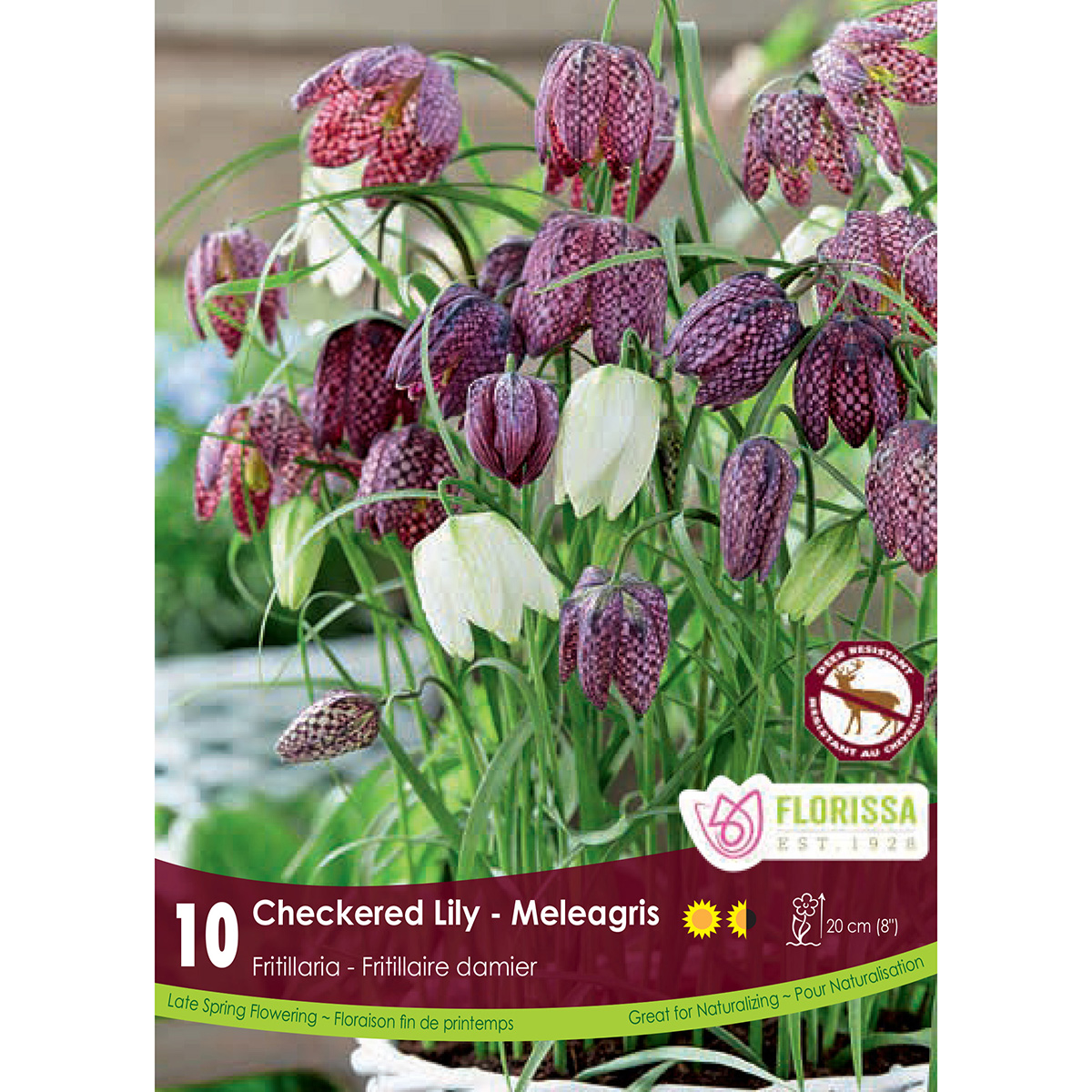 Bulb_Fritillaria_Mealagris_Checkered_Lily.jpg