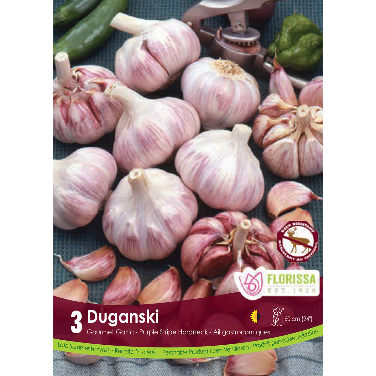 Bulb_Garlic_Duganski.jpg