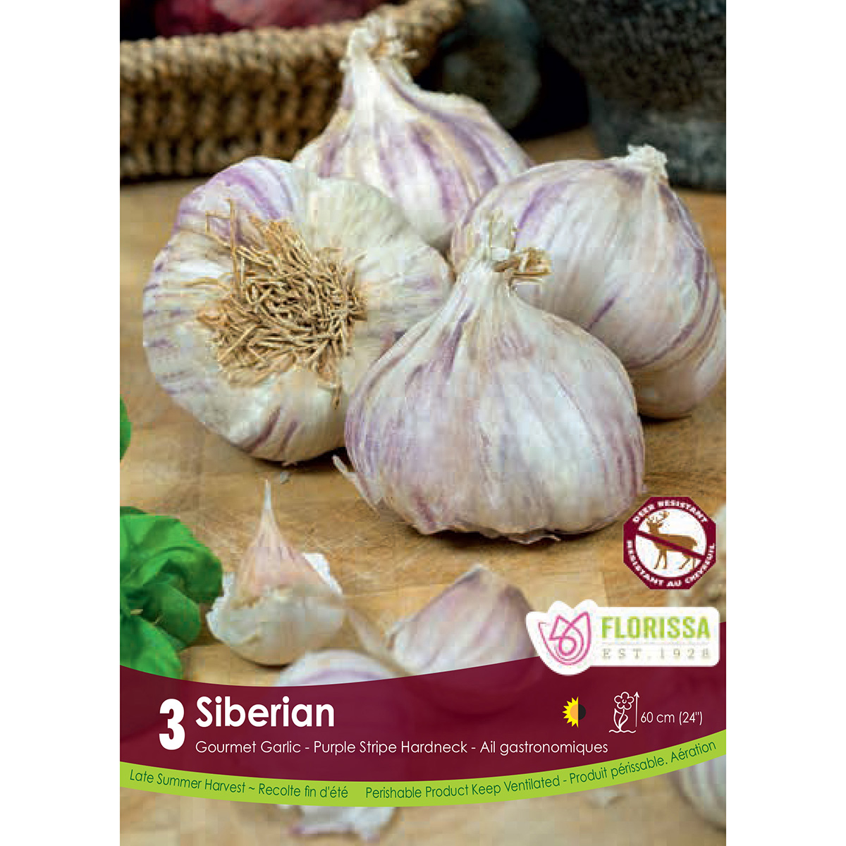 Bulb_Garlic_Siberian.jpg