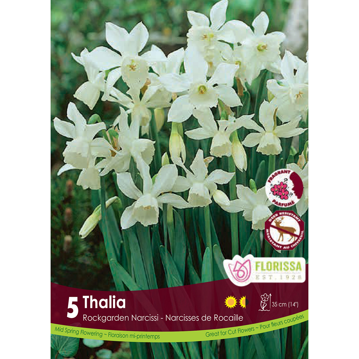 Bulb_Narcissus_Thalia.jpg