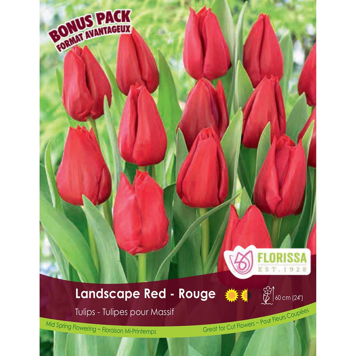 Bulb_Tulip_Landscape_Red.jpg