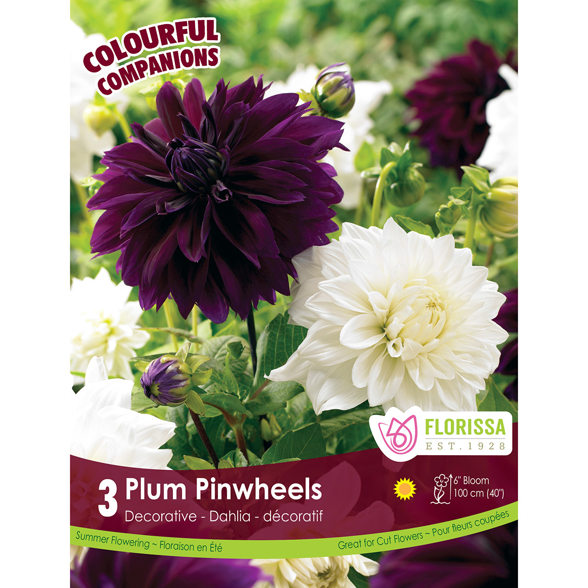 CC Plum Pinwheels.jpg