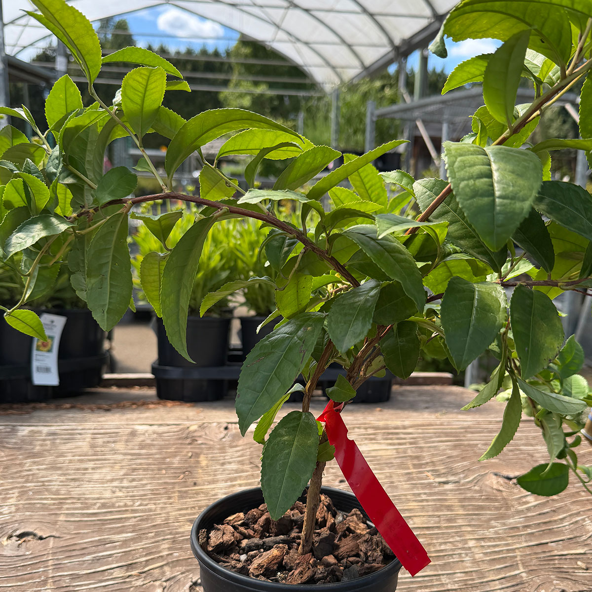 Camellia_sinensis_KoreanTeaSeedlings.jpg