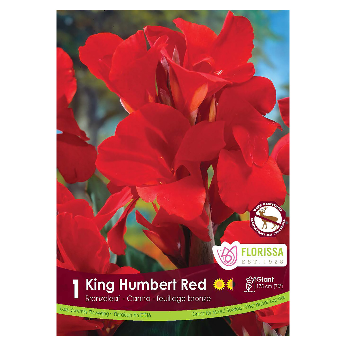 Canna_KingHumbertRed.jpg