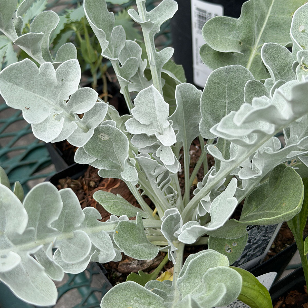 Centurea_SilverSwirl.jpg