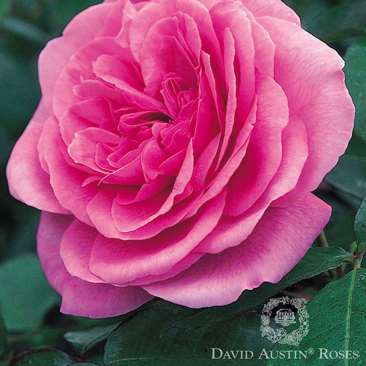 DA_Rose_GertrudeJekyll.jpg