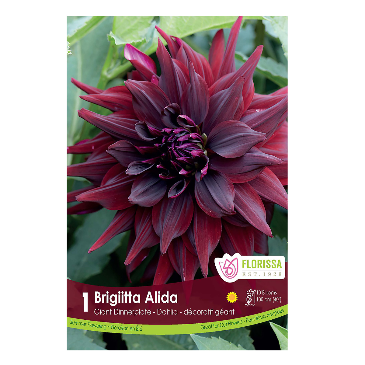 Dahlia_BrigittaAlida.jpg