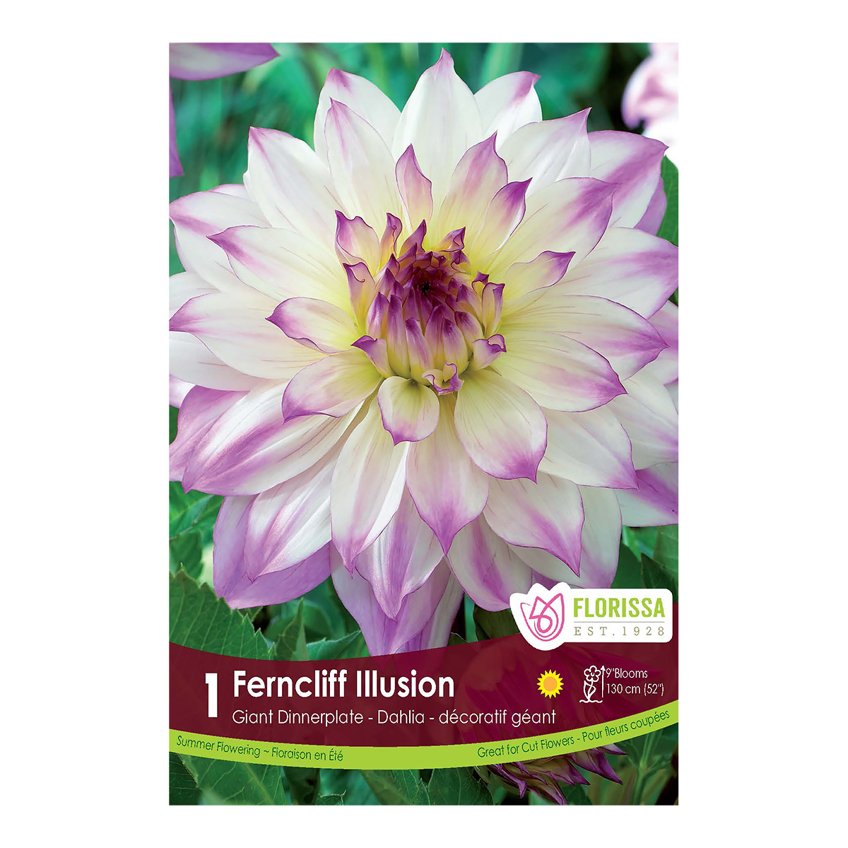 Dahlia_FerncliffIllusion.jpg