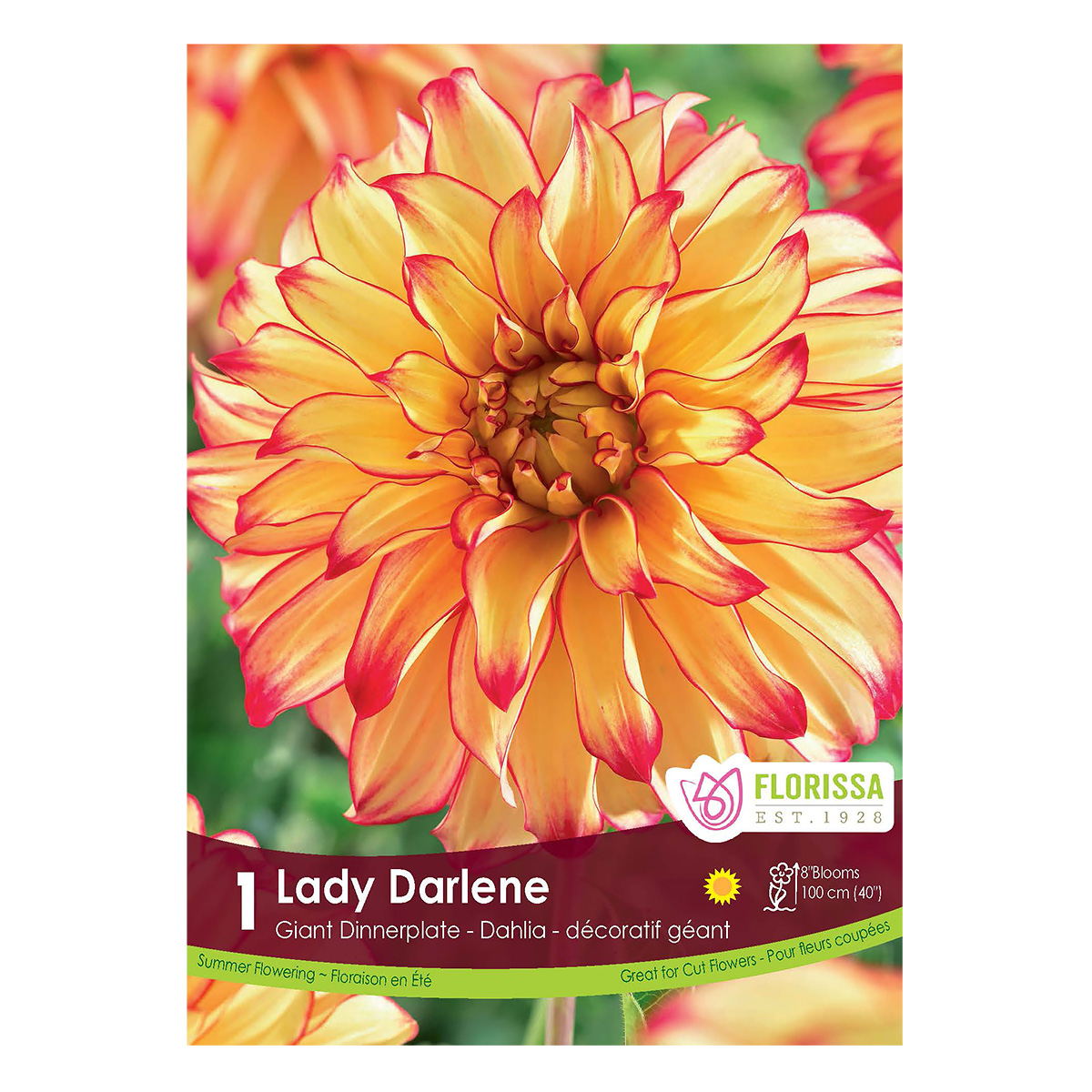 Dahlia_LadyDarlene.jpg