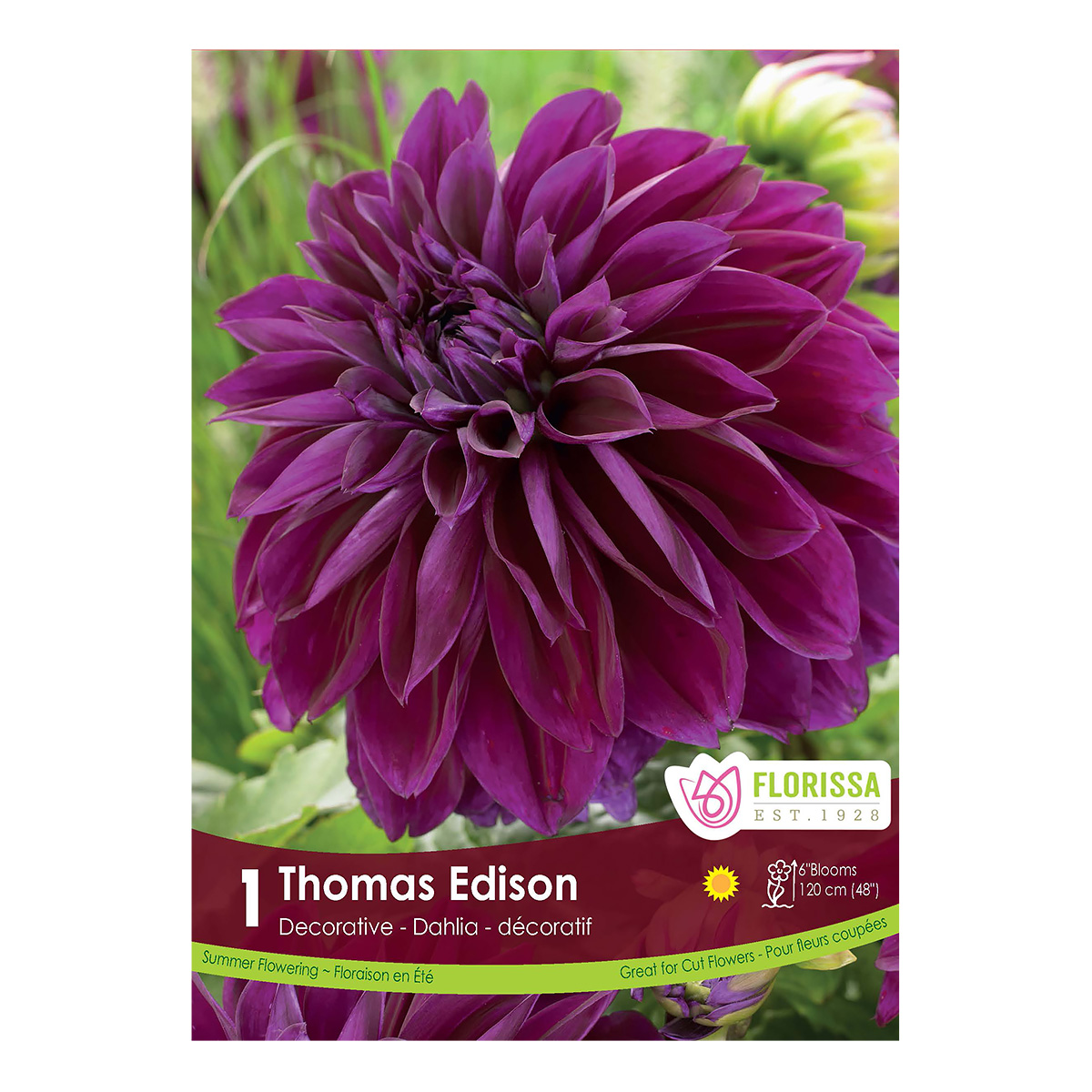 Dahlia_ThomasEdison.jpg