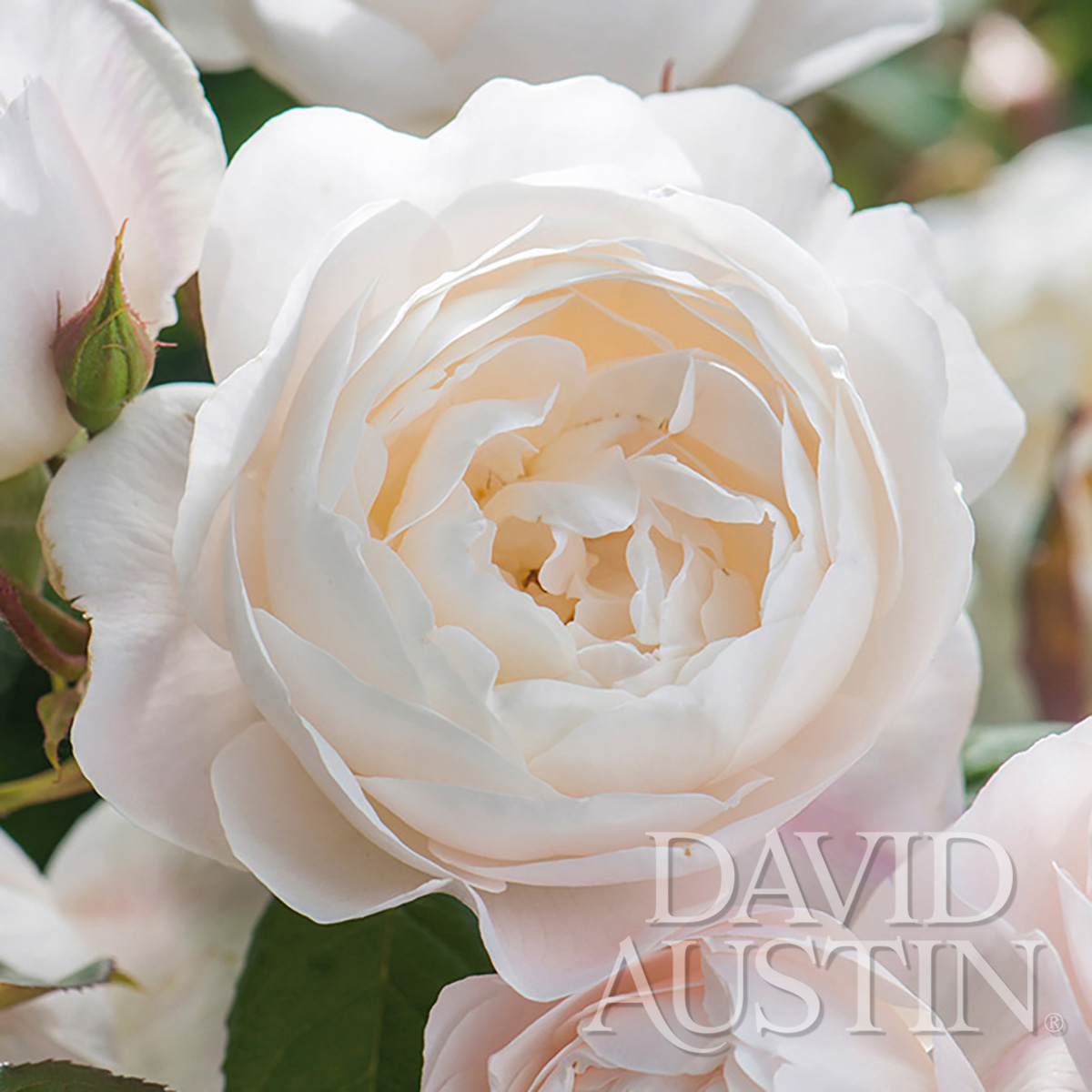 DavidAustin_Roses_Desdemona.jpg
