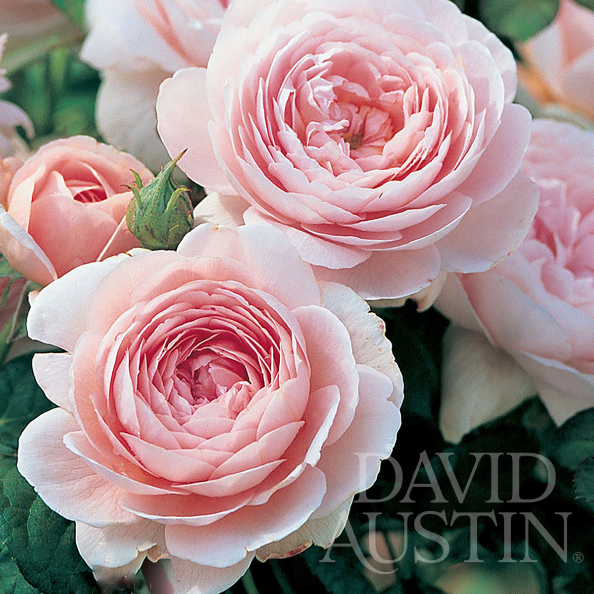 DavidAustin_Roses_Queen-Of-Sweden.jpg