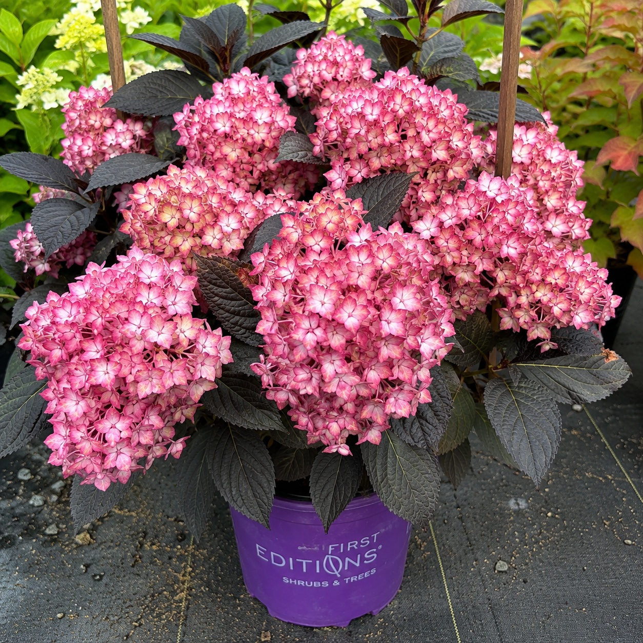 Eclipse_Hydrangea_Centered_1200x1200.jpg