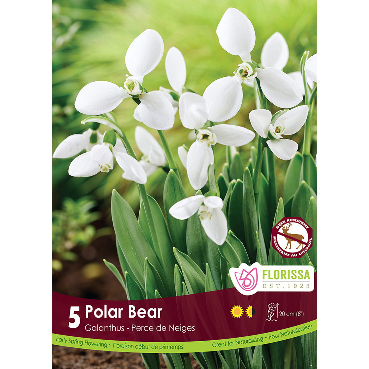 Galanthus_Polarbear.jpg
