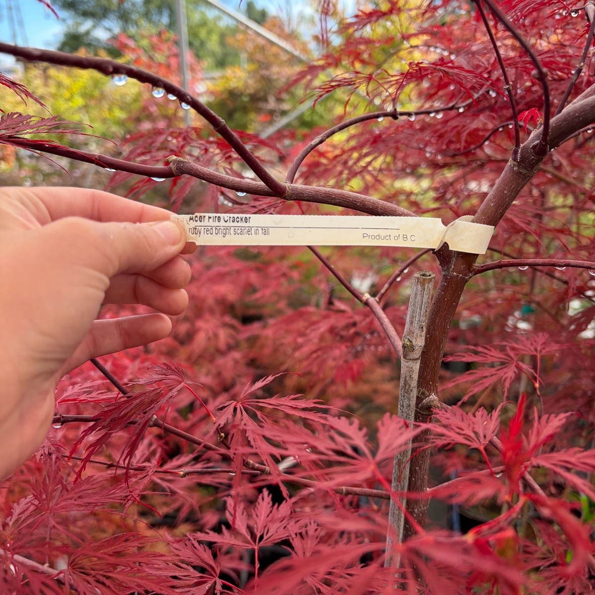 Japanese_Maple_Firecracker_1.jpg