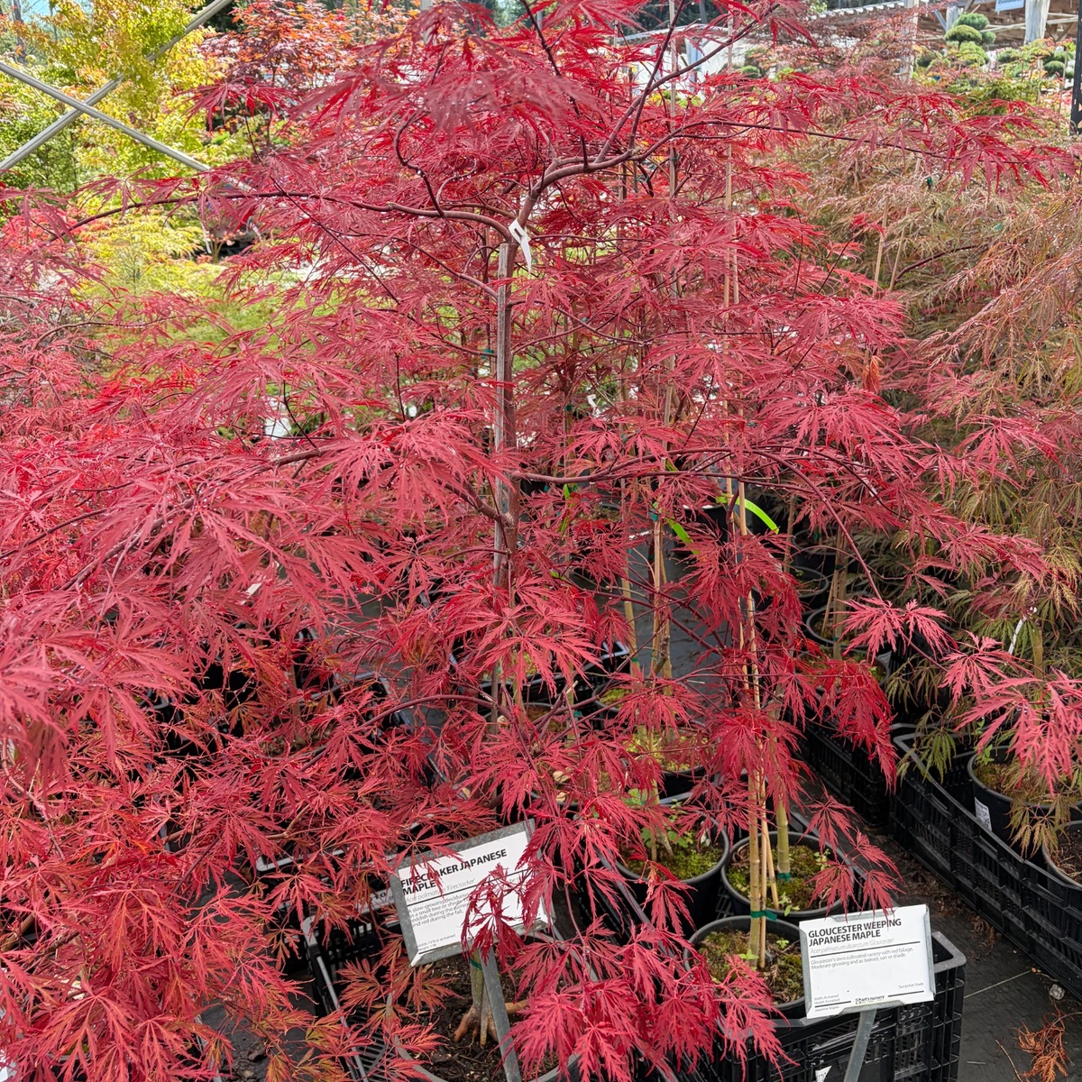 Japanese_Maple_Firecracker_Tag.jpg